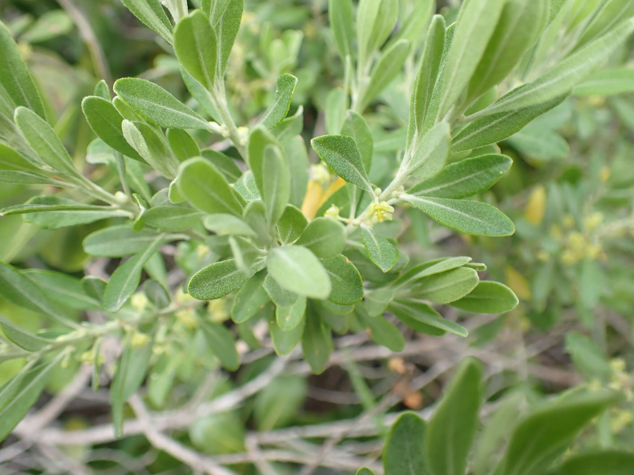 Image of Clutia daphnoides Lam.