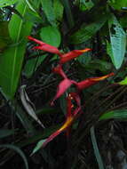 Image of Heliconia spathocircinata Aristeg.