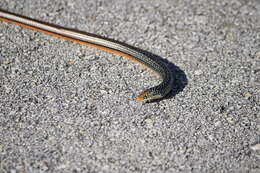 Image of Island Glass Lizard