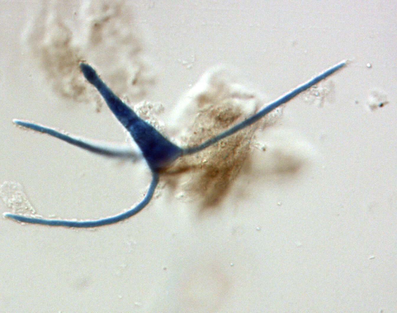 Image of Clavariopsis