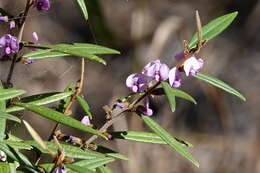 Слика од Hovea acutifolia G. Don