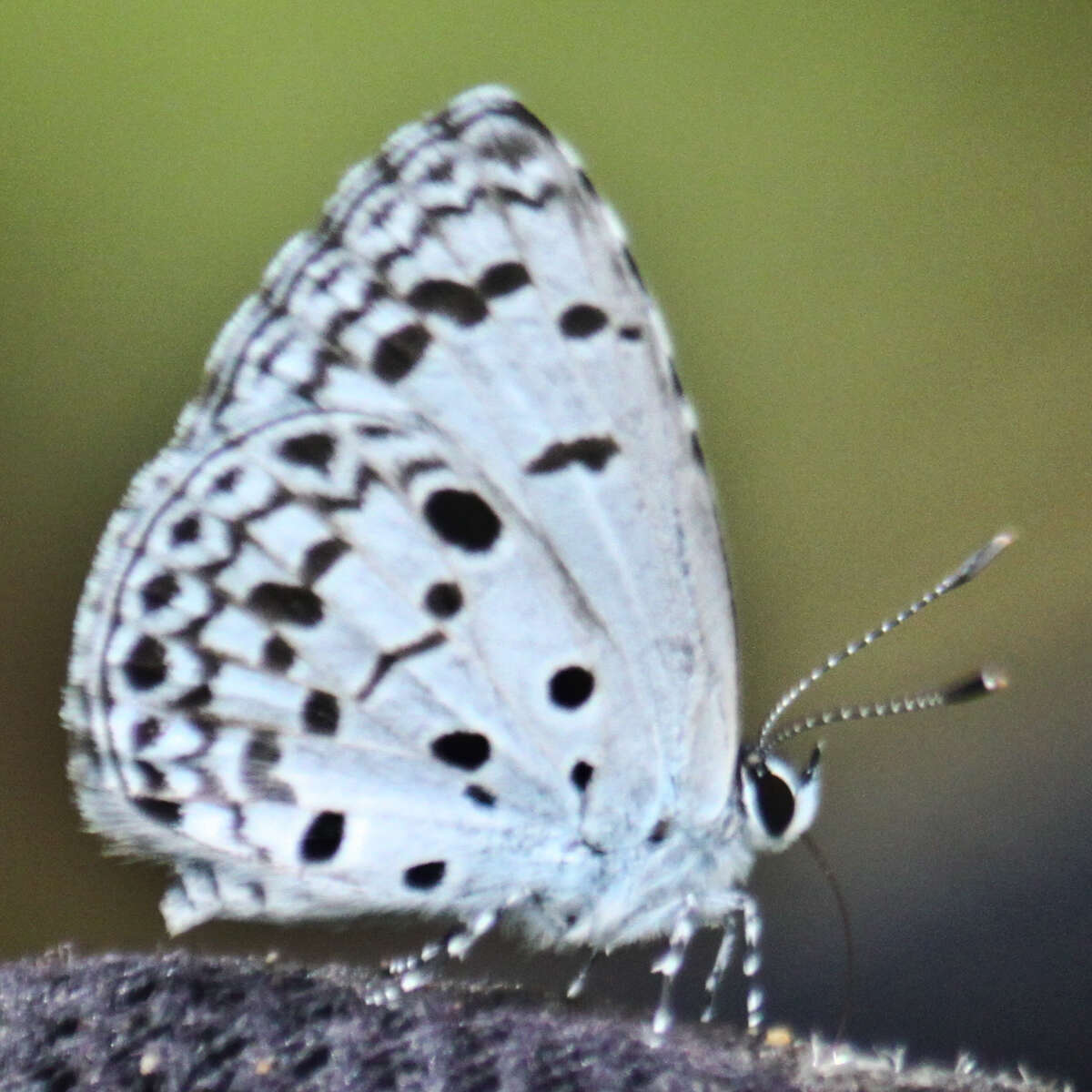 Image of Acytolepis puspa gisca (Fruhstorfer 1910)