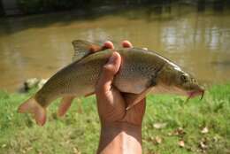 Image of Macedonian barbel