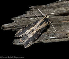 Image of Cramer's Sphinx Moth