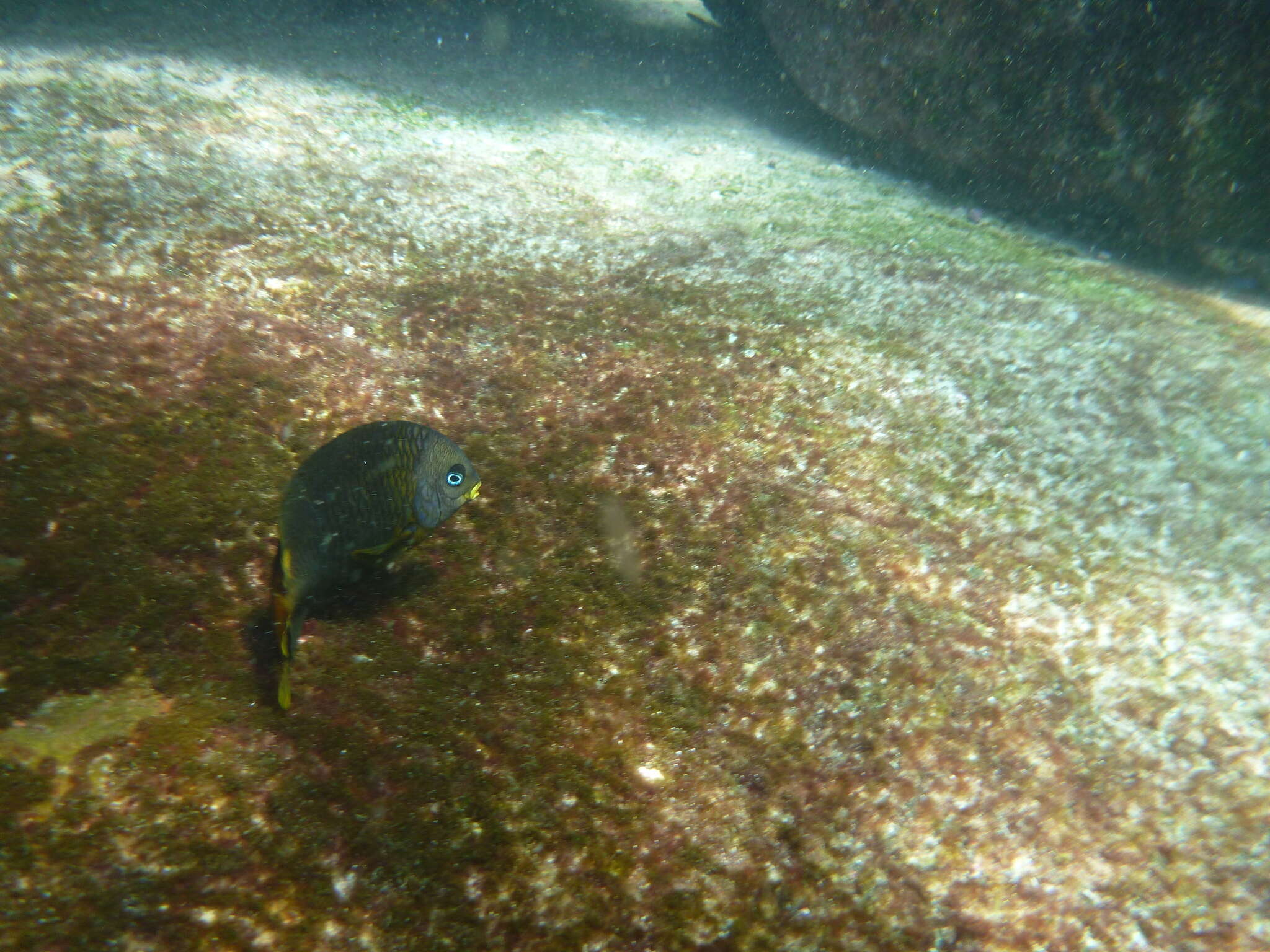 Image of Razor Surgeonfish