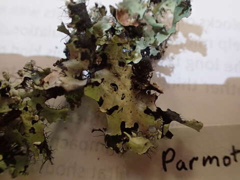 Image of Arnold's parmotrema lichen