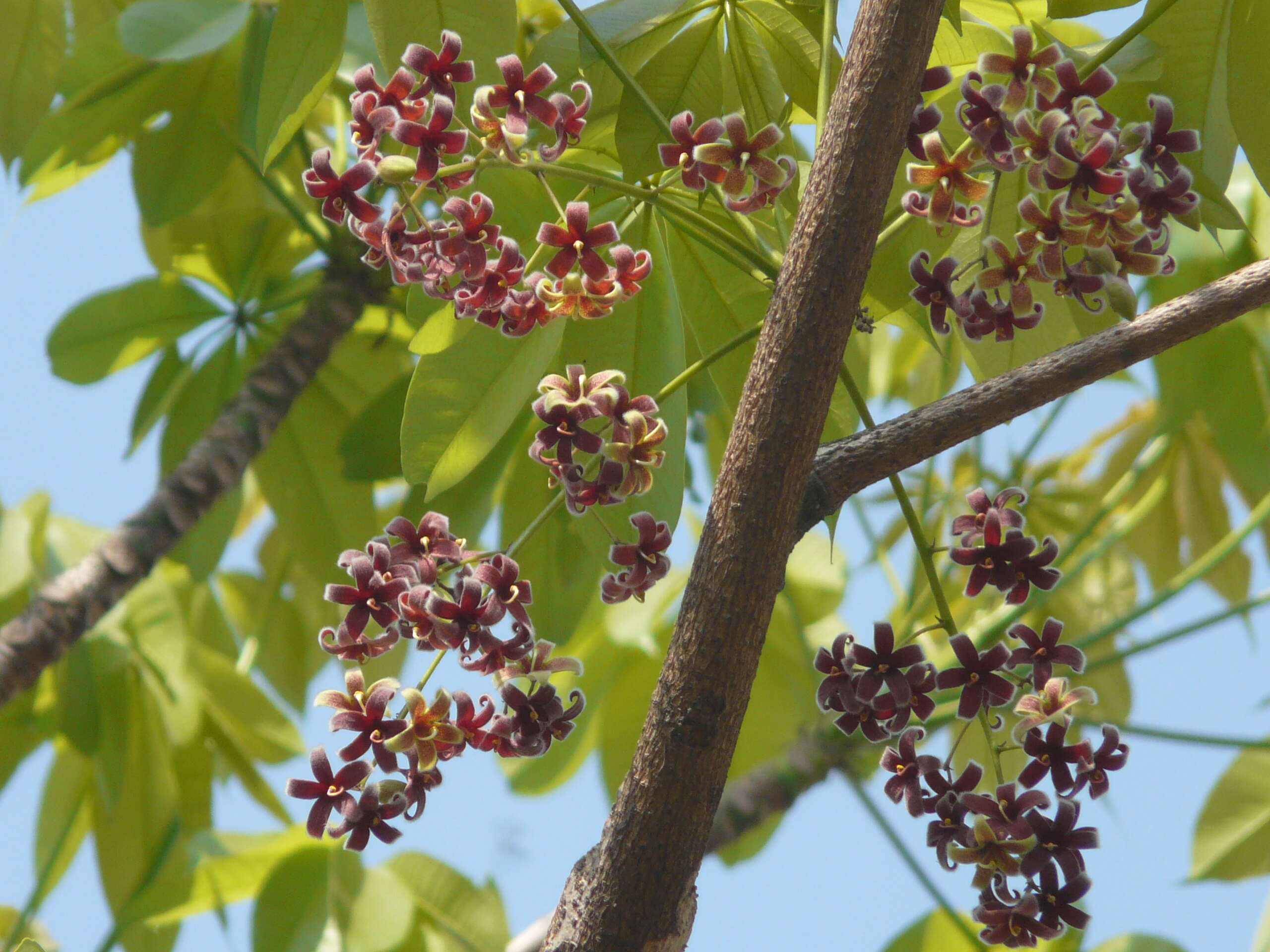 Image of hazel sterculia