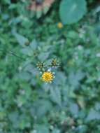 Image de <i>Bidens <i>pilosa</i></i> var. pilosa