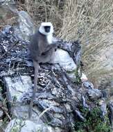 Image of Central Himalayan Langur