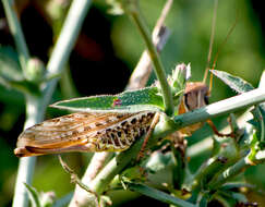 Image of Decticus albifrons (Fabricius 1775)