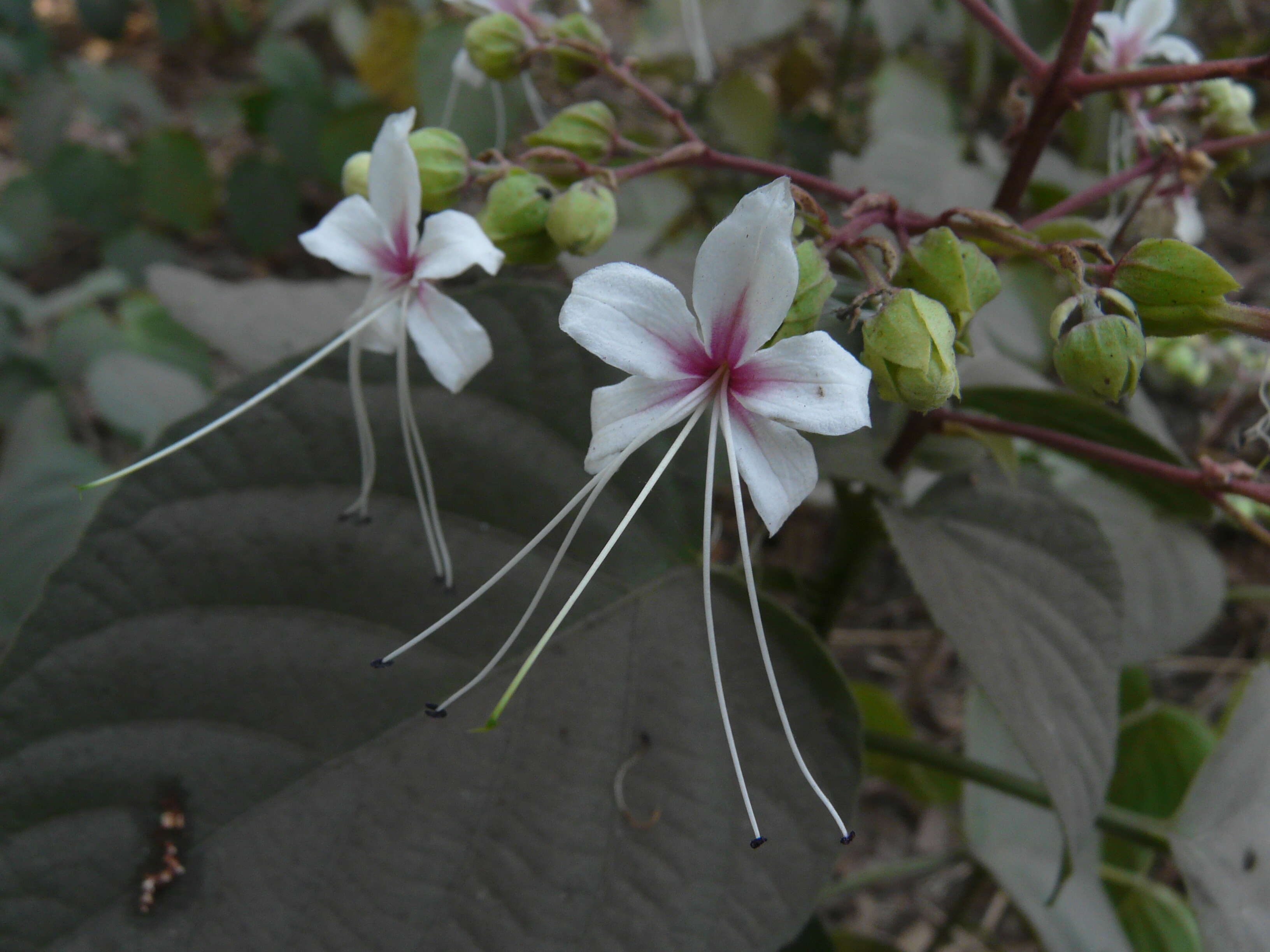 Image of Clerodendrum infortunatum L.