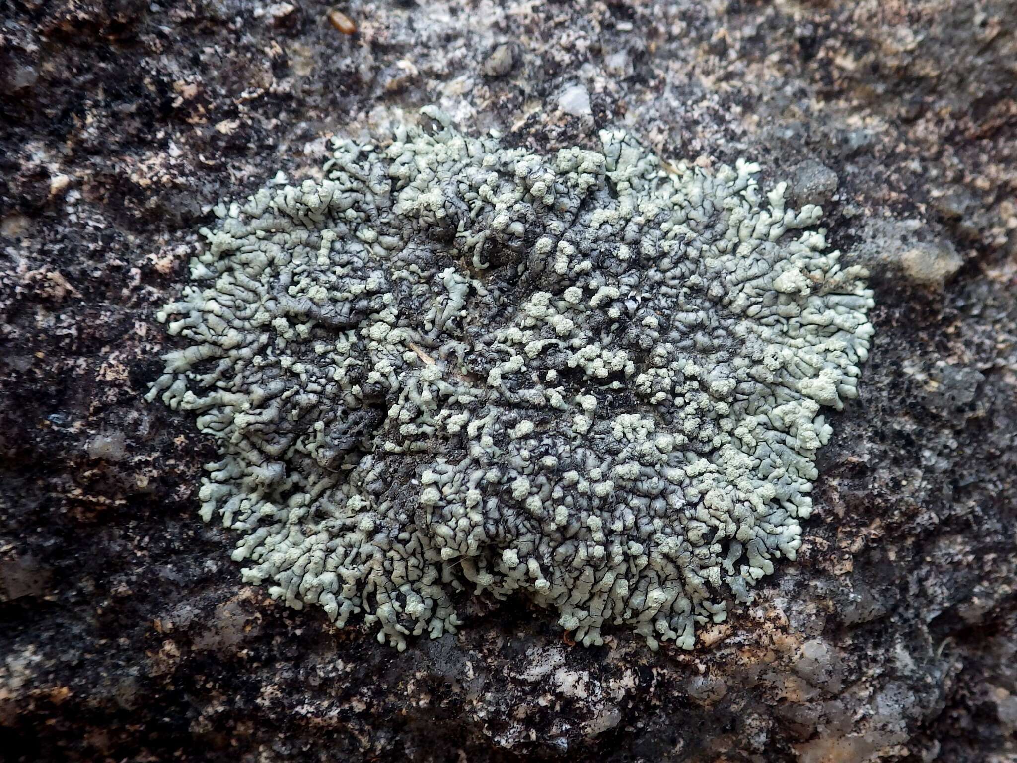 Image of Mougeot's xanthoparmelia lichen