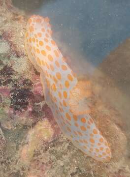 Image of Red spotted fat white slug