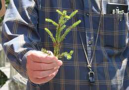 Image of eastern dwarf mistletoe