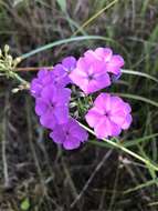 Imagem de Phlox glaberrima subsp. interior (Wherry) Wherry