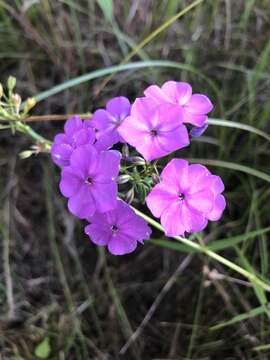 Image of smooth phlox