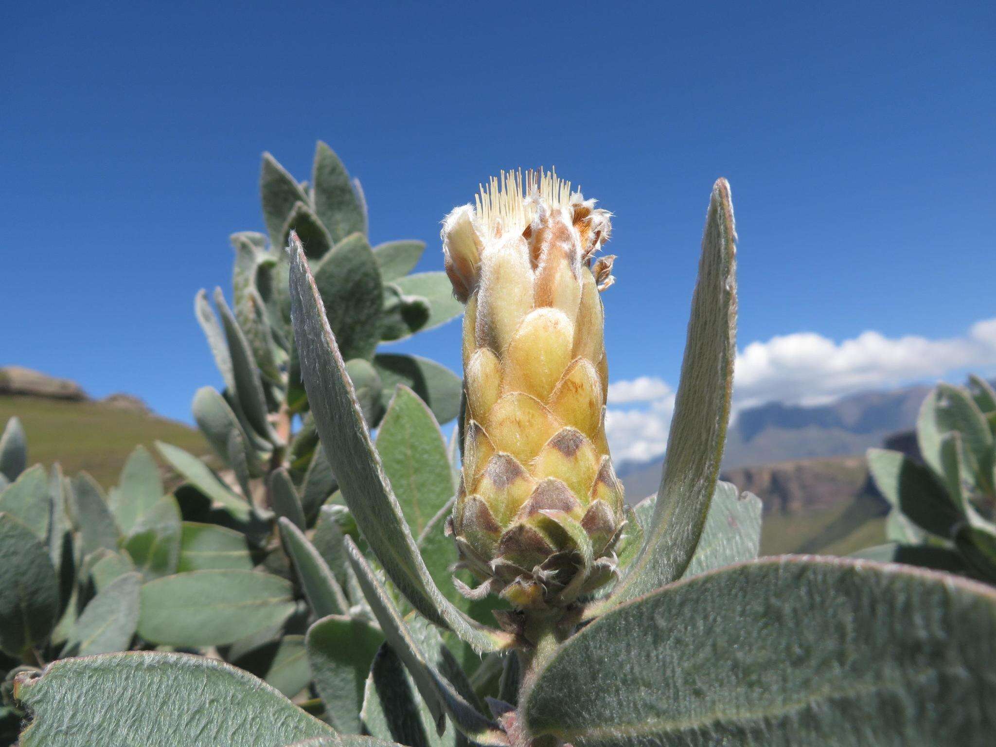 Plancia ëd Protea subvestita N. E. Br.