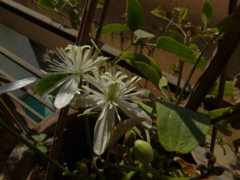 Image of Clematis javana DC.