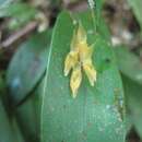 Image of Pleurothallis alvaroi Luer & R. Escobar