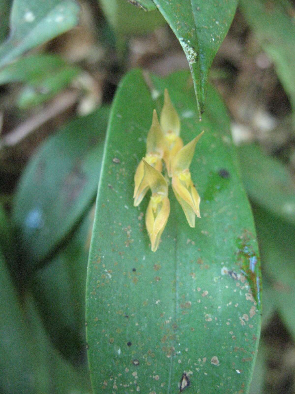 Image of Pleurothallis alvaroi Luer & R. Escobar