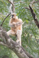 Image of Gee's Golden Langur