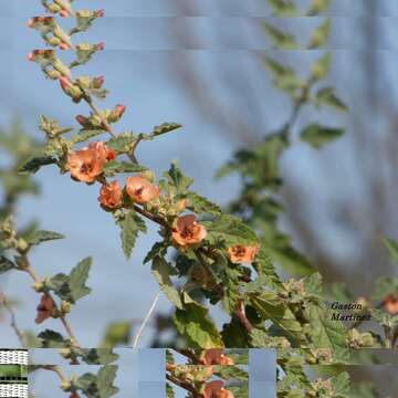 Imagem de Sphaeralcea bonariensis (Cav.) Griseb.