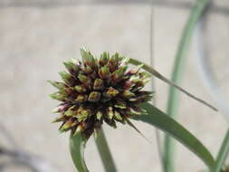 Image de Cyperus capitatus Vand.