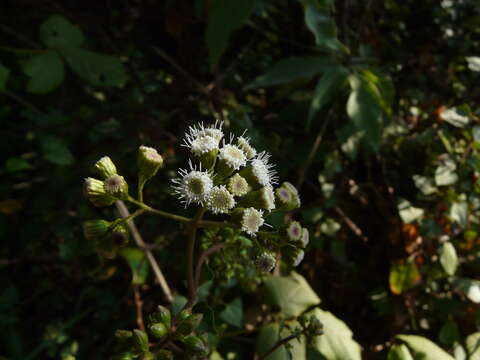 صورة Ageratina adenophora (Spreng.) R. King & H. Rob.