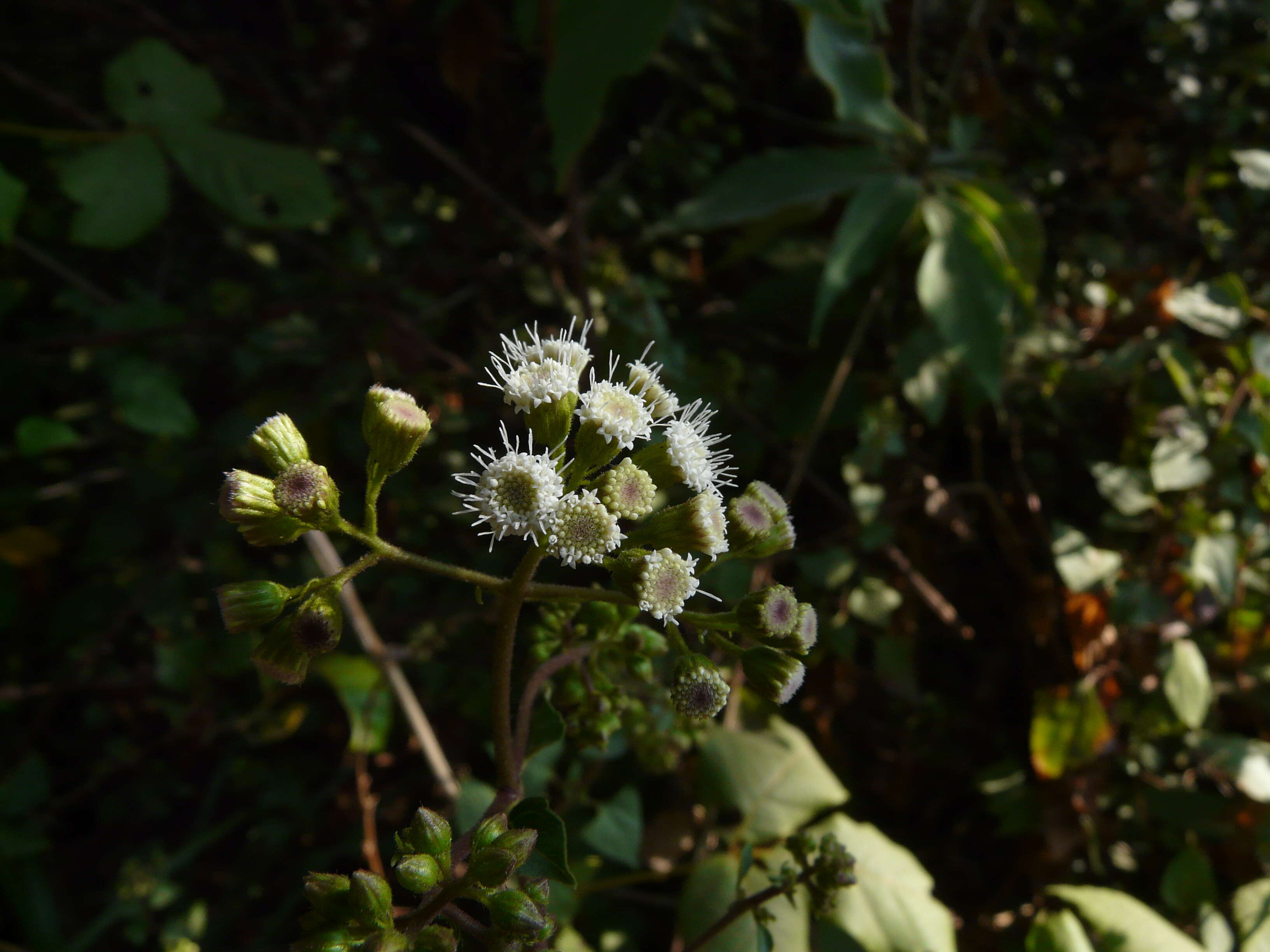 Image of sticky snakeroot