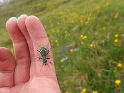 Image of Cicindela (Cicindela) gallica Brullé 1834