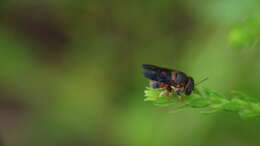 Imagem de Anthidiellum notatum rufimaculatum Schwarz 1926