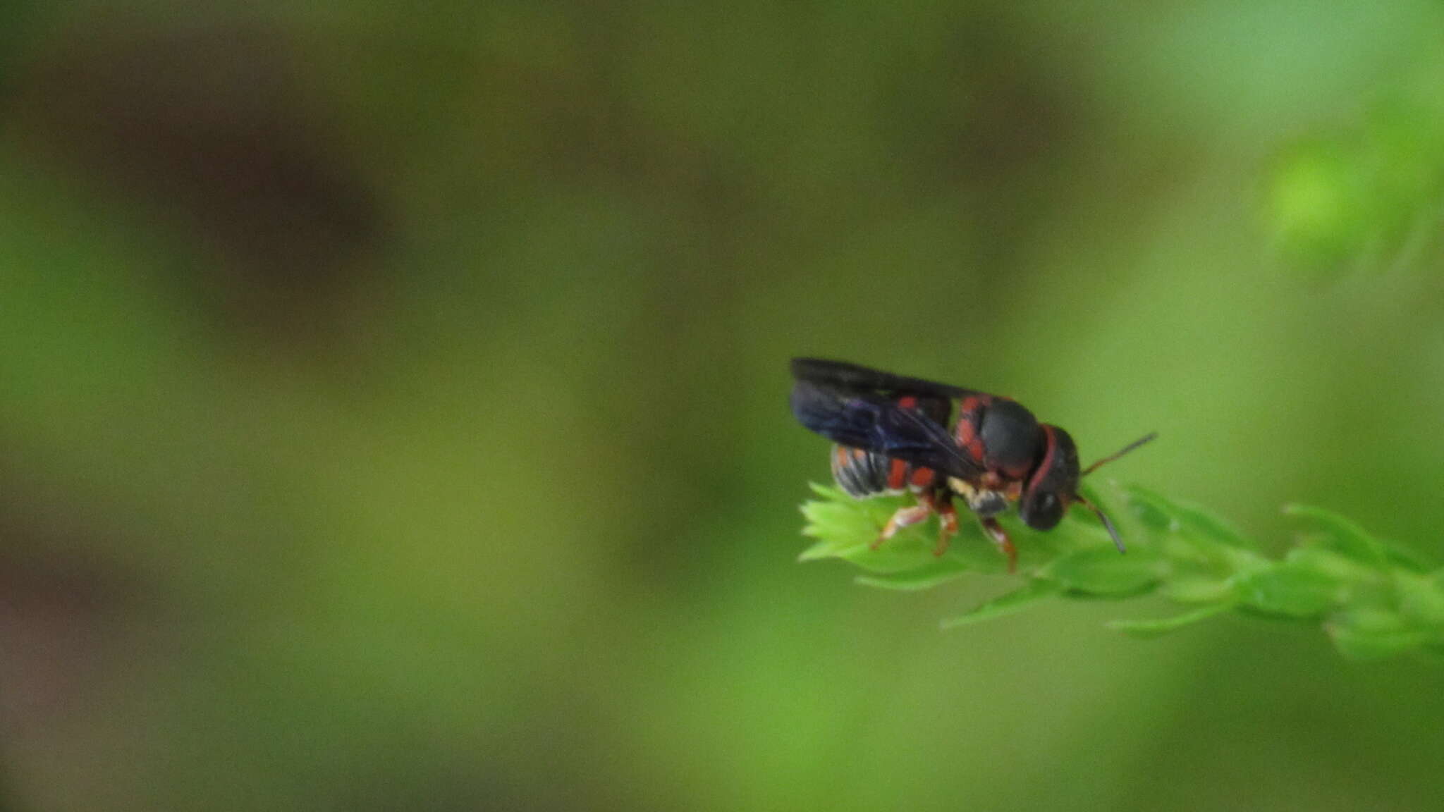 Imagem de Anthidiellum notatum rufimaculatum Schwarz 1926