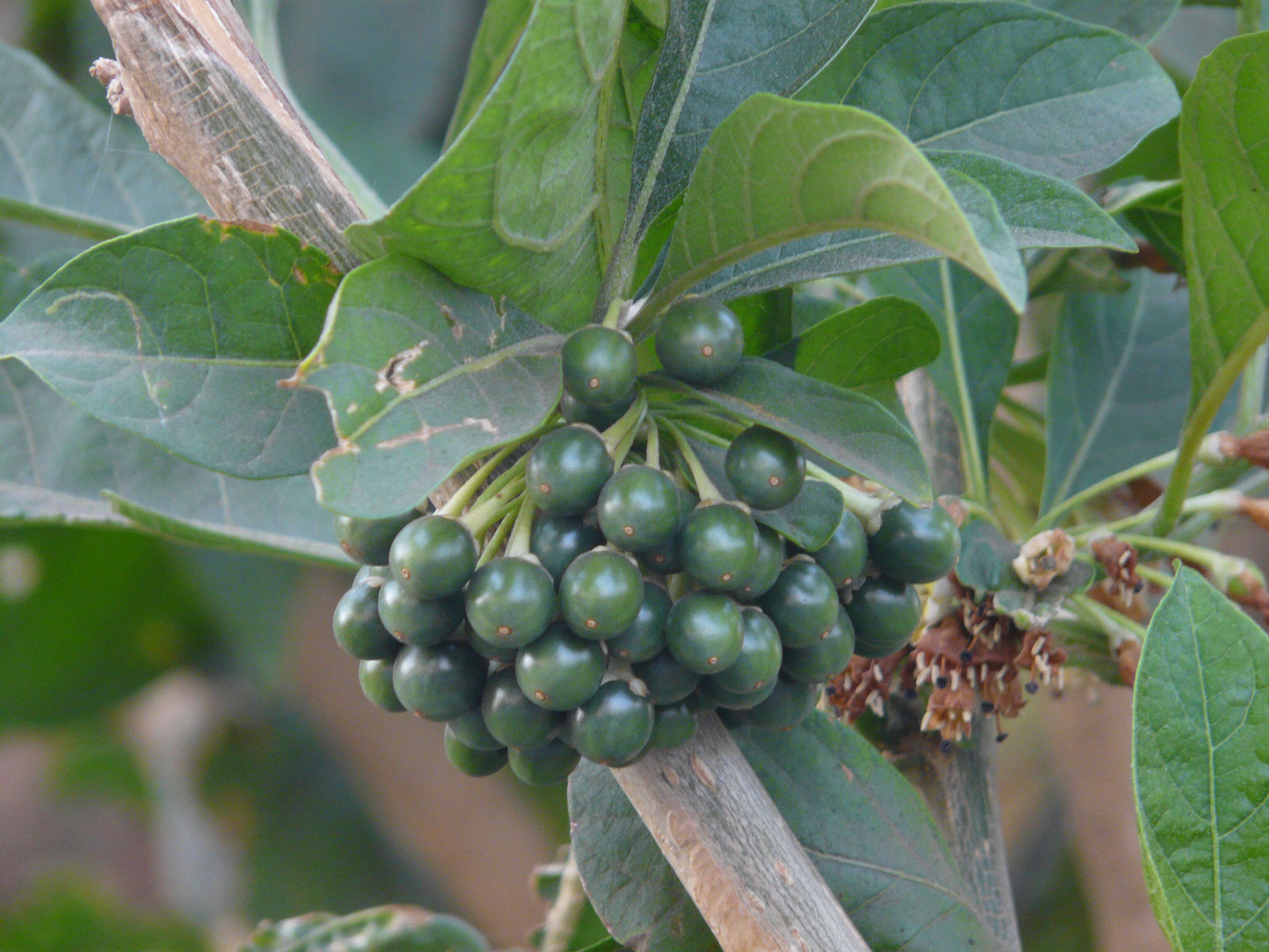 Sivun Acnistus arborescens (L.) Schltdl. kuva