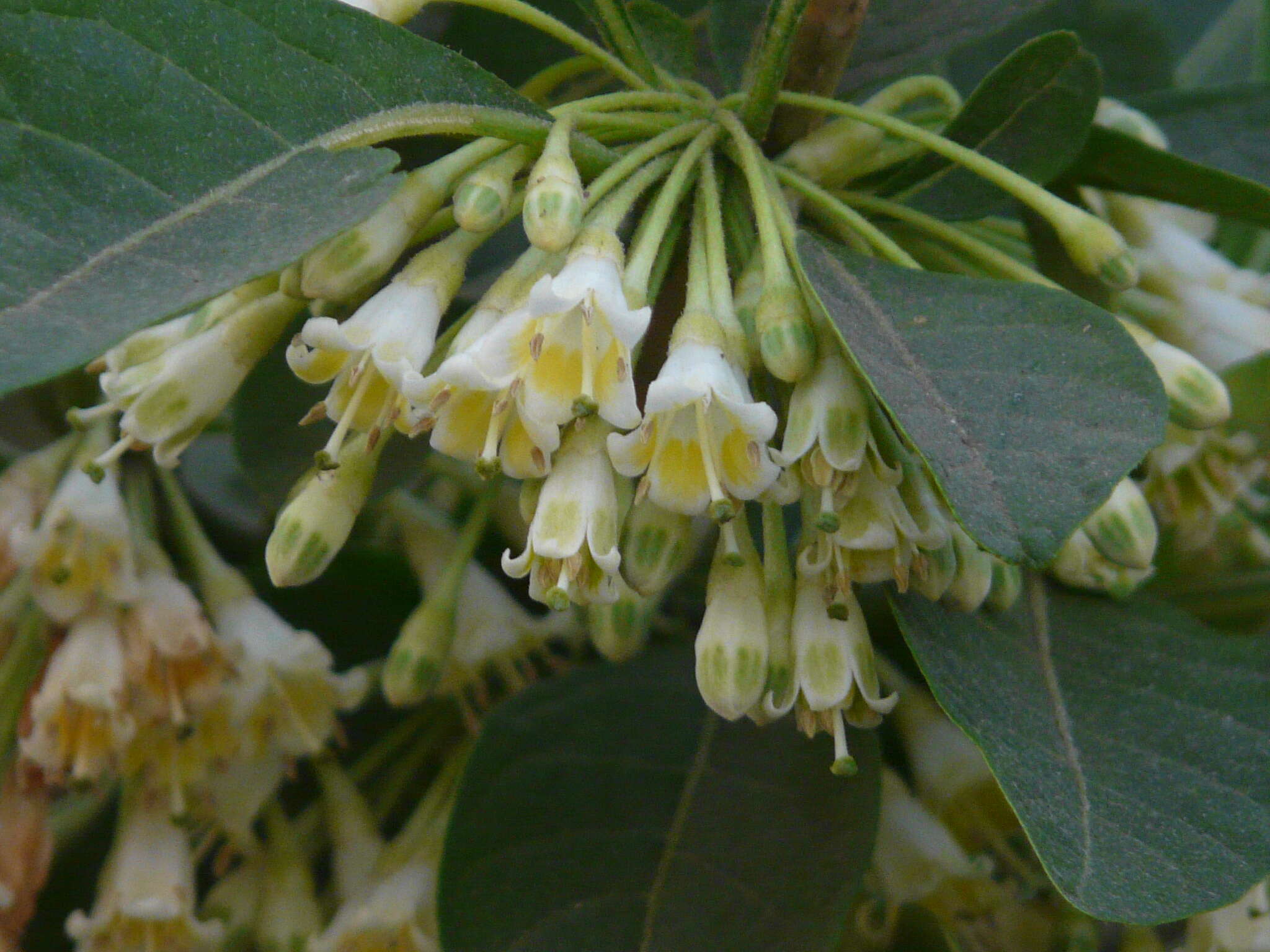 Sivun Acnistus arborescens (L.) Schltdl. kuva