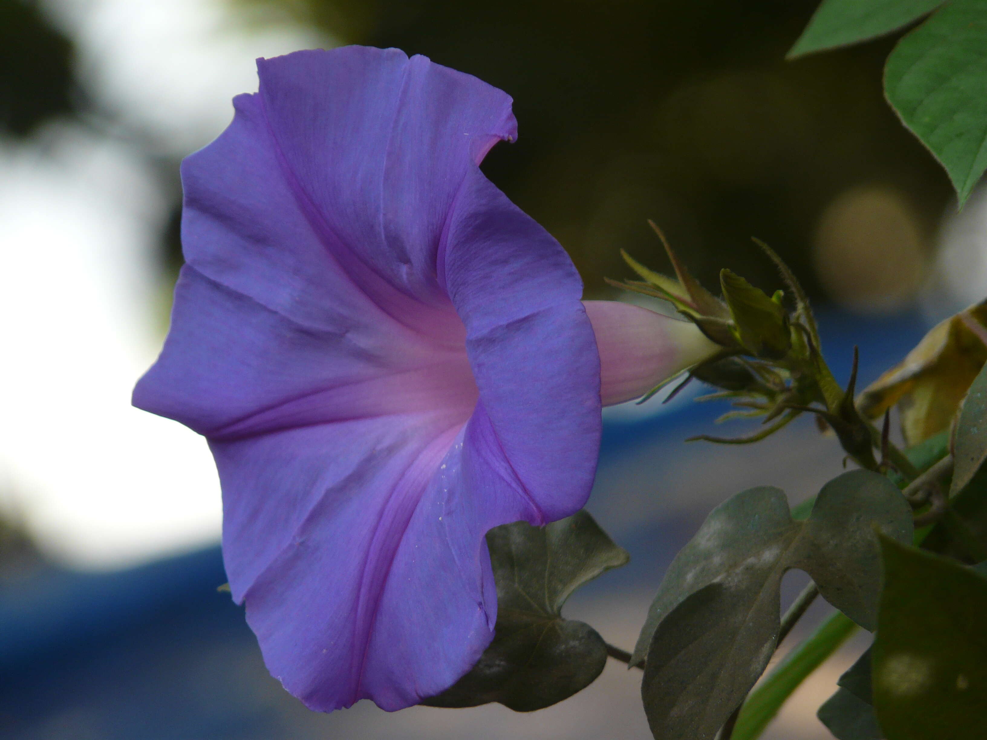 Sivun Ipomoea indica (J. Burman) Merr. kuva