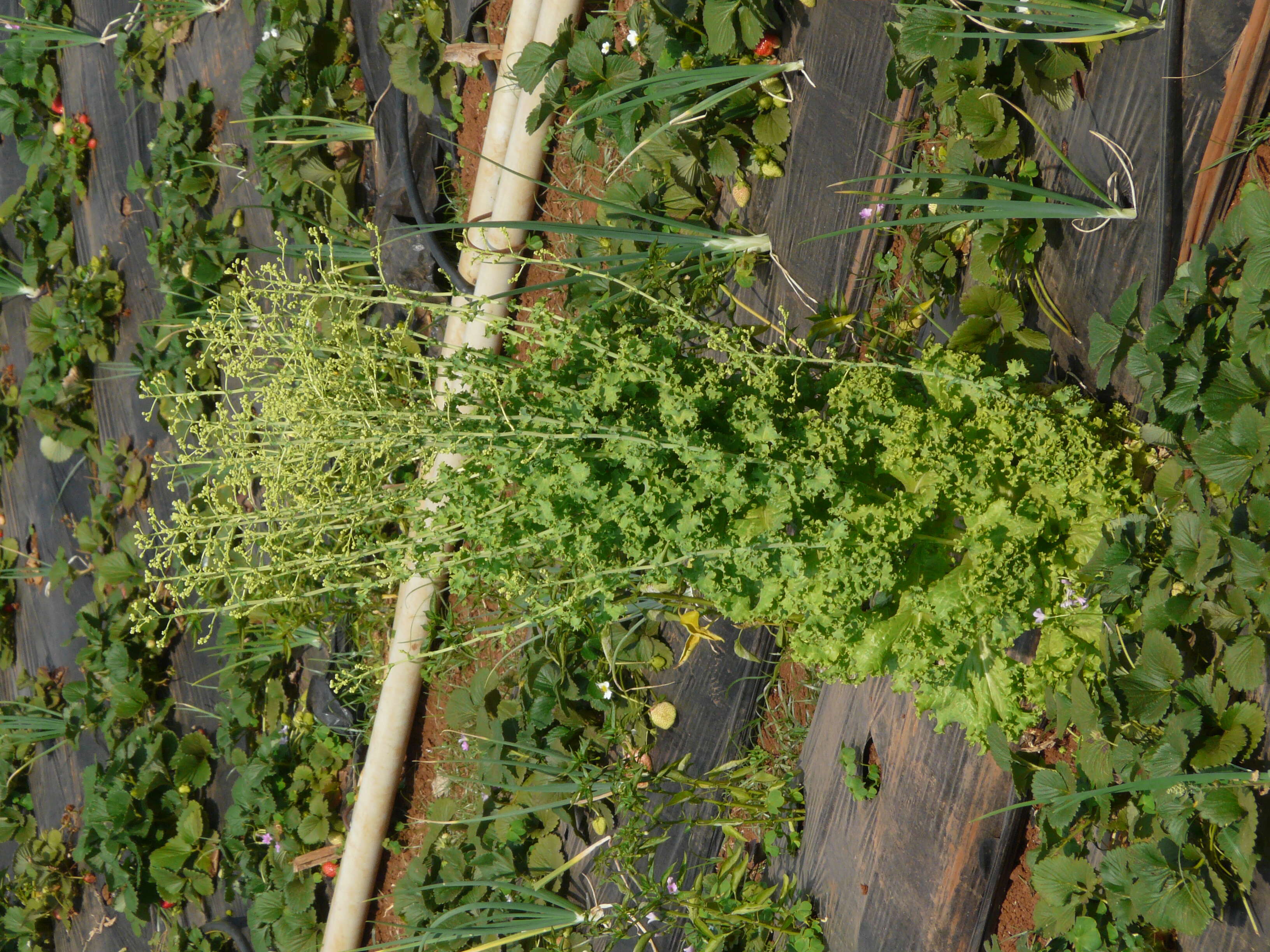 Image of garden lettuce