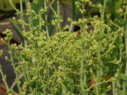 Image of garden lettuce