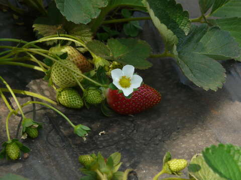 Image de Fragaria ×ananassa