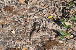 Image of West Coast Morethia Skink