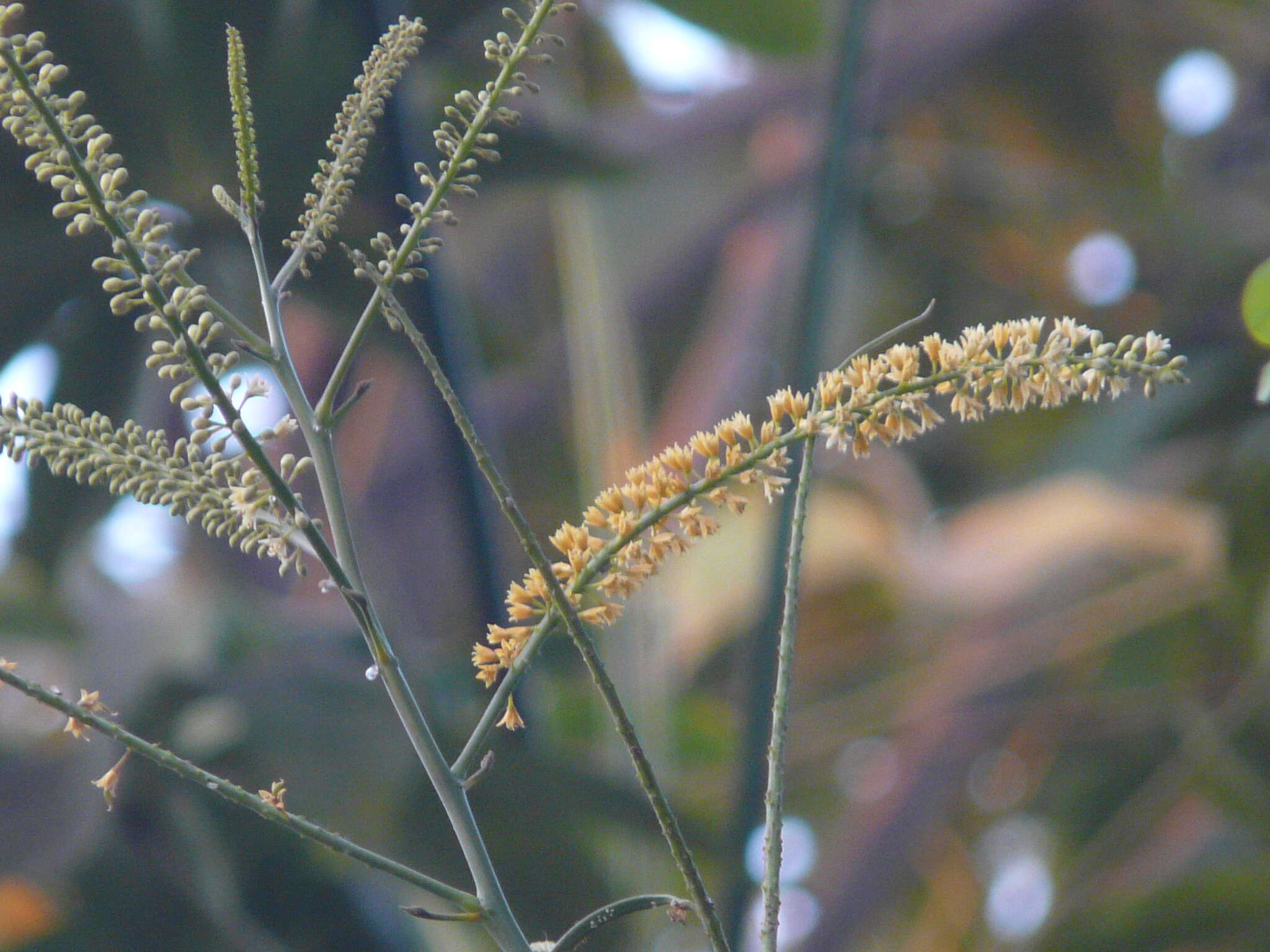 Image of beadtree