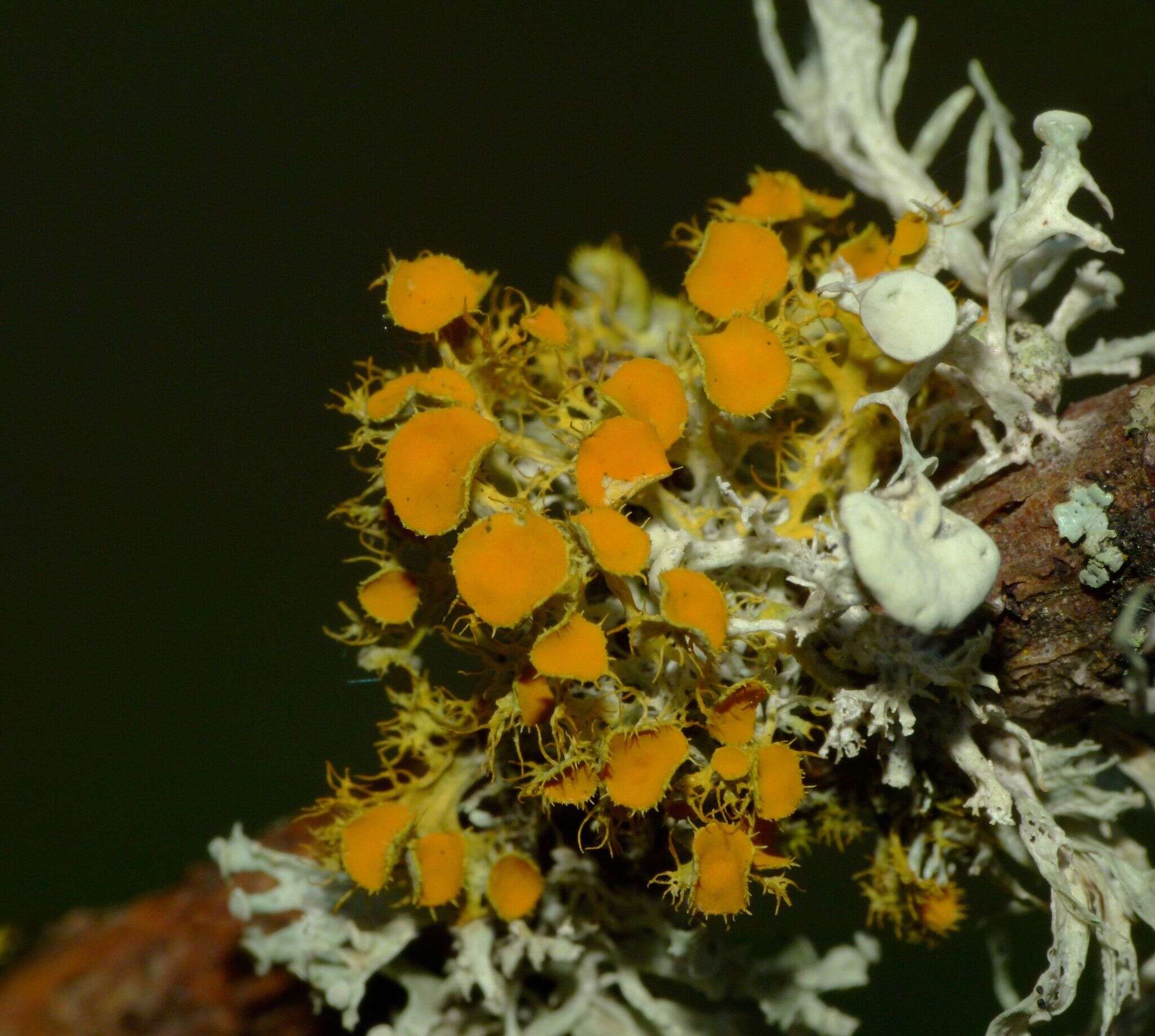 Image of teloschistes lichen