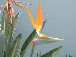 Image of Bird of paradise plant