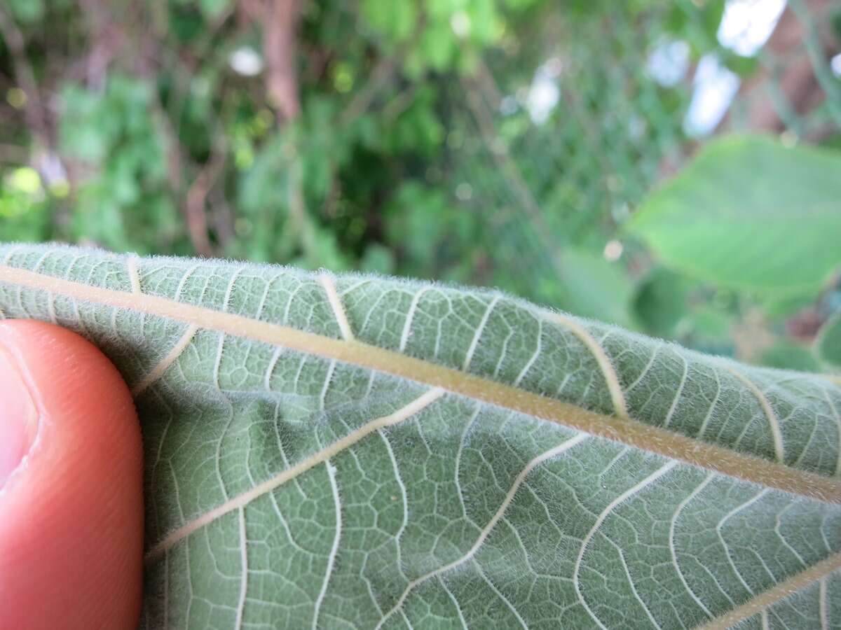 Image of paper mulberry