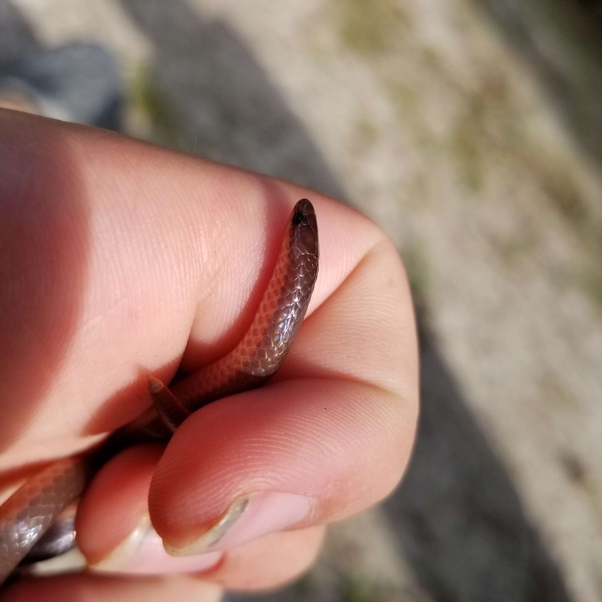 Image of Carphophis amoenus helenae (Kennicott 1859)