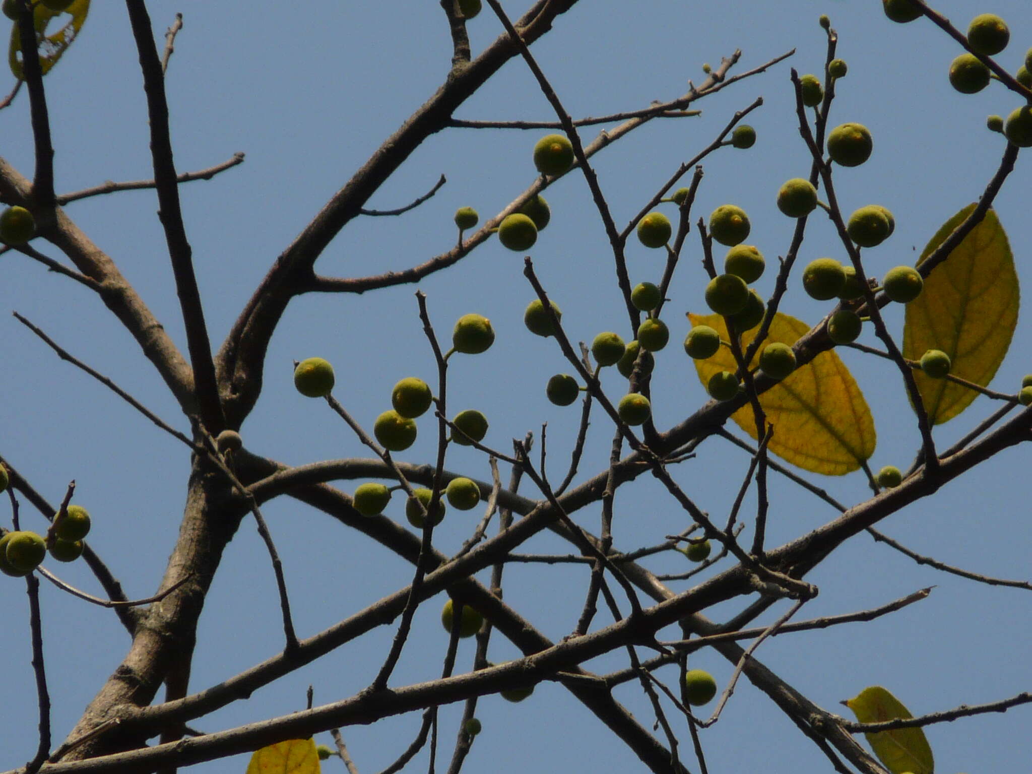 Ficus exasperata Vahl的圖片