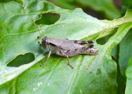 Слика од Melanoplus scudderi (Uhler 1864)