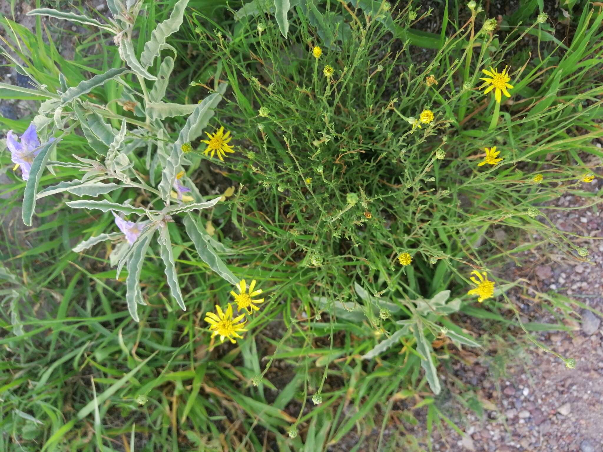 Image of Gutierrezia sericocarpa (A. Gray) M. A. Lane