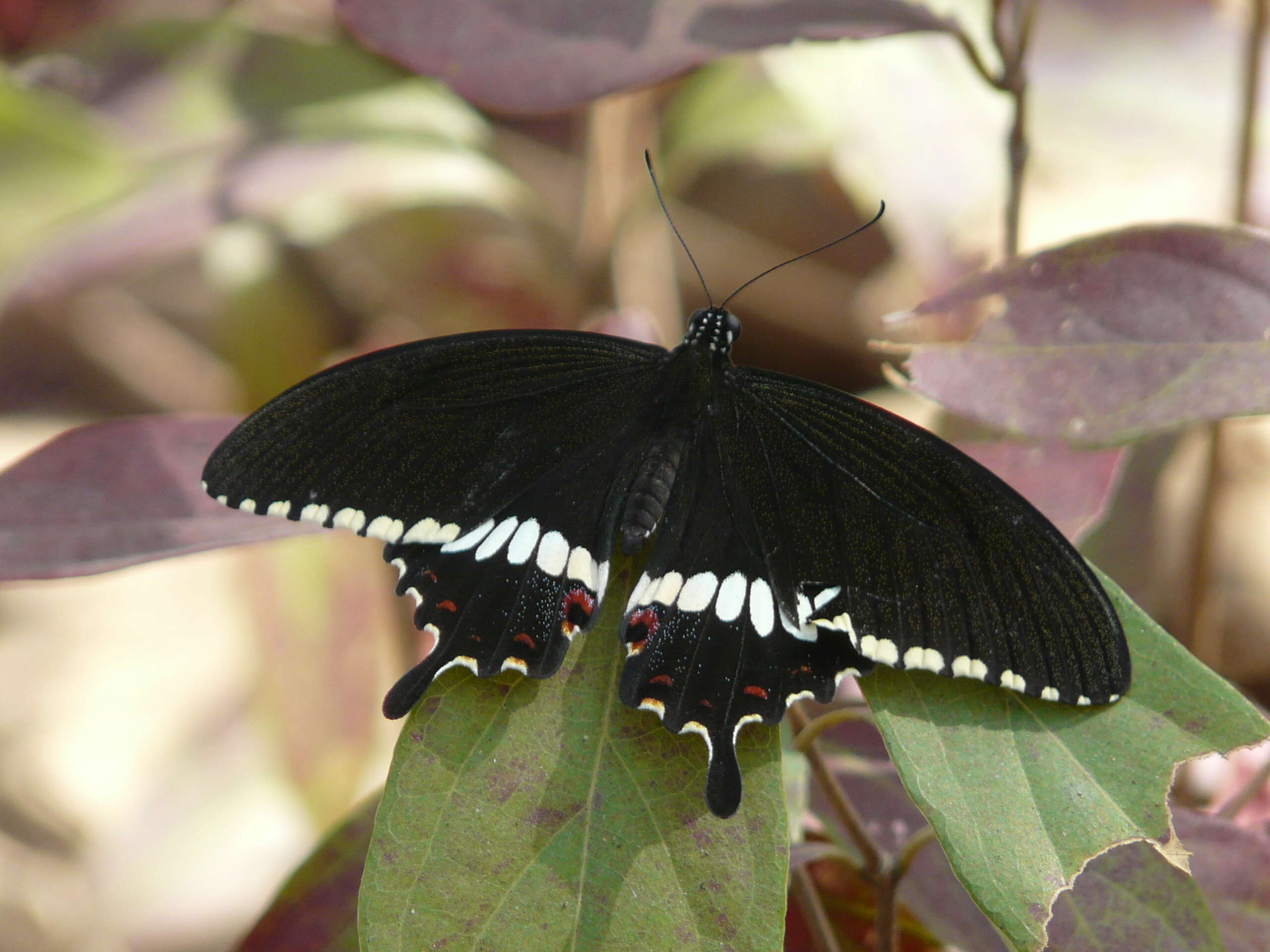 Image of Papilio polytes Linnaeus 1758