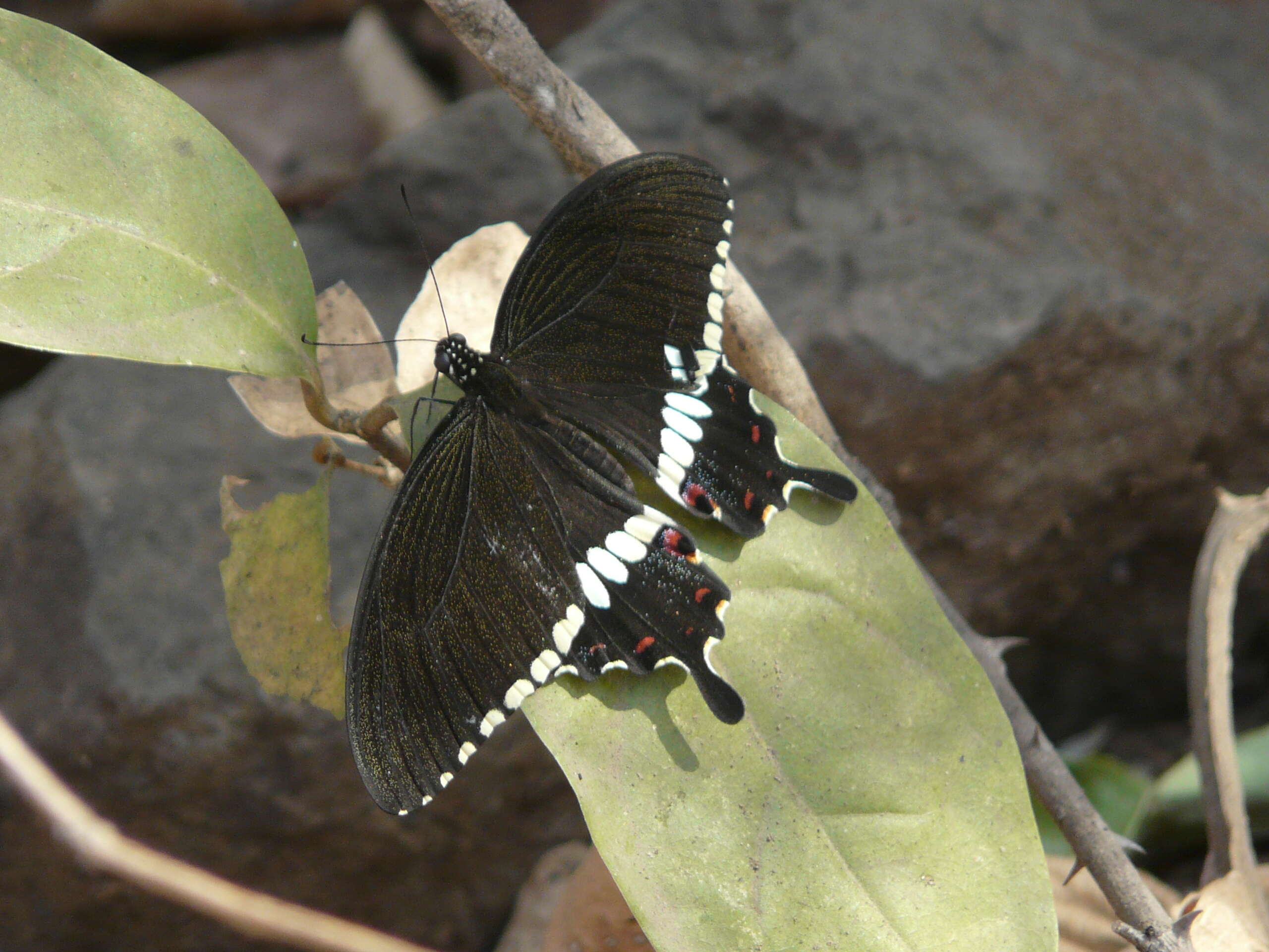 Image of Common mormon