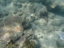 Image of Eight Banded Butterflyfish